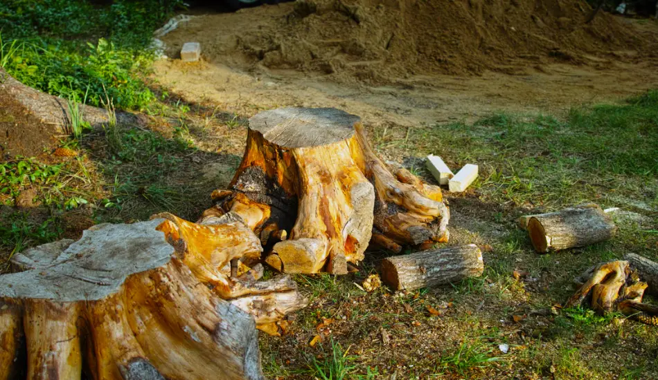 Learn to Save Money with Professional Tree Removal 2 removing dead tree