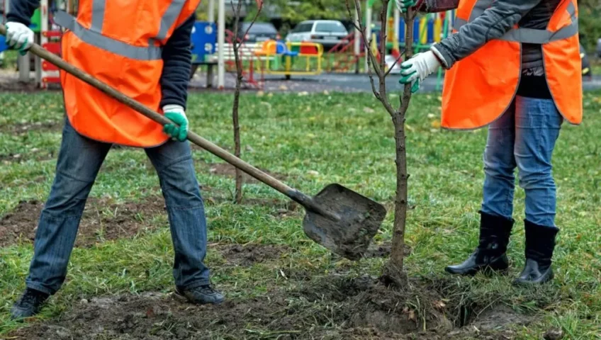 watering schedule for newly planted trees