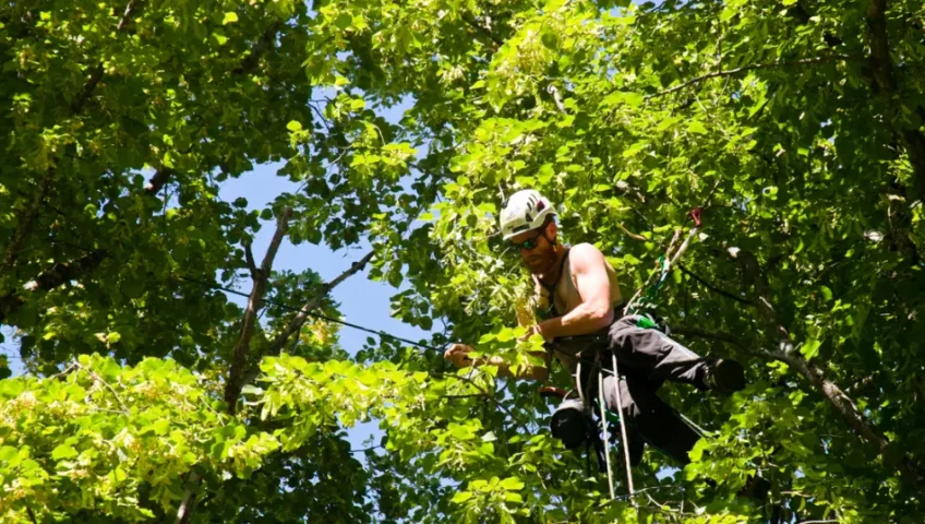 pruning trees best time of year