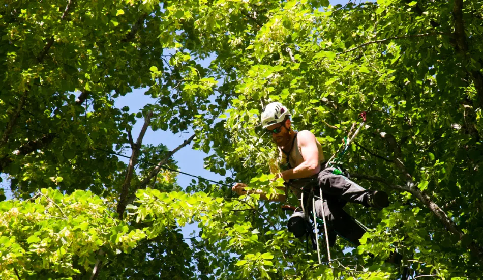 pruning trees best time of year