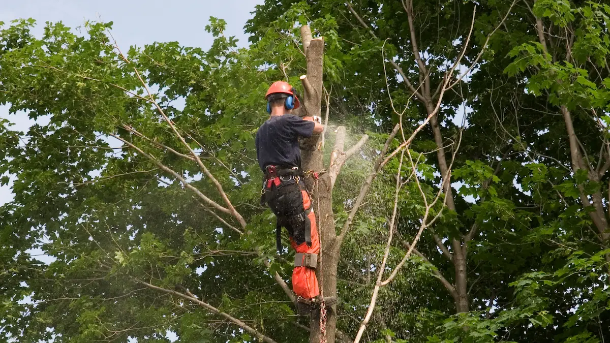 tree removal increase property value