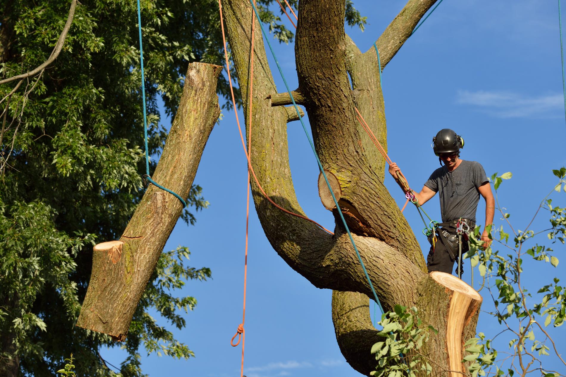 Will My Homeowner's Insurance Policy Cover Tree Removal? 2 homeowners insurance