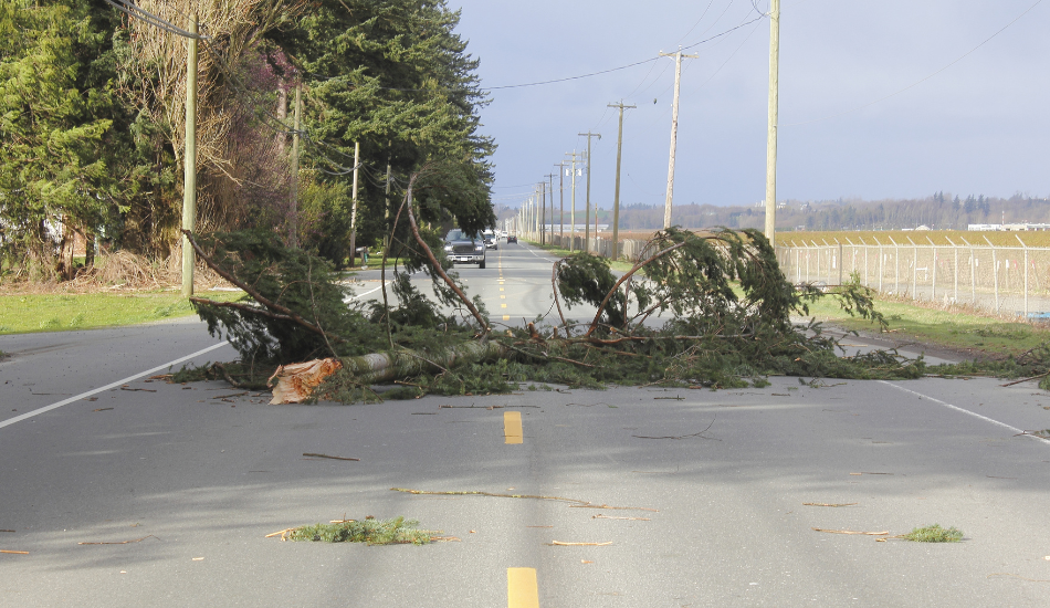 Hazardous Tree Removal: Identify and Eradicate Potential Dangers 2 Hazardous Tree Removal Identify and Eradicate Potential Dangers 1