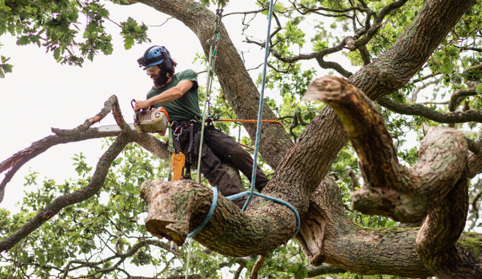 Hazardous Tree Removal: Identify and Eradicate Potential Dangers 3 Hazardous Tree Removal Identify and Eradicate Potential Dangers 2