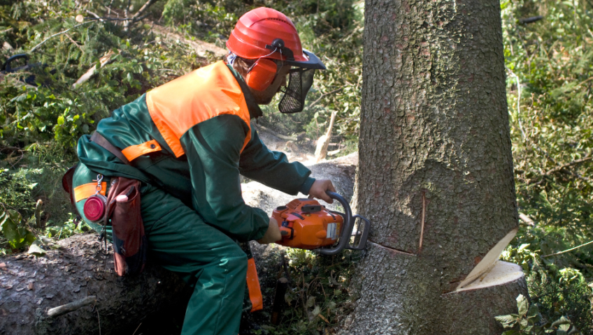 Hazardous Tree Removal Identify and Eradicate Potential Dangers