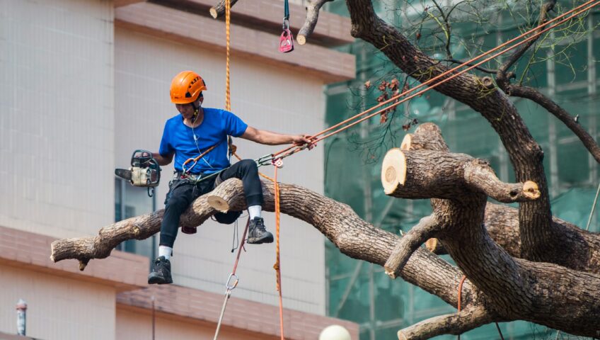 Tree Trimming
