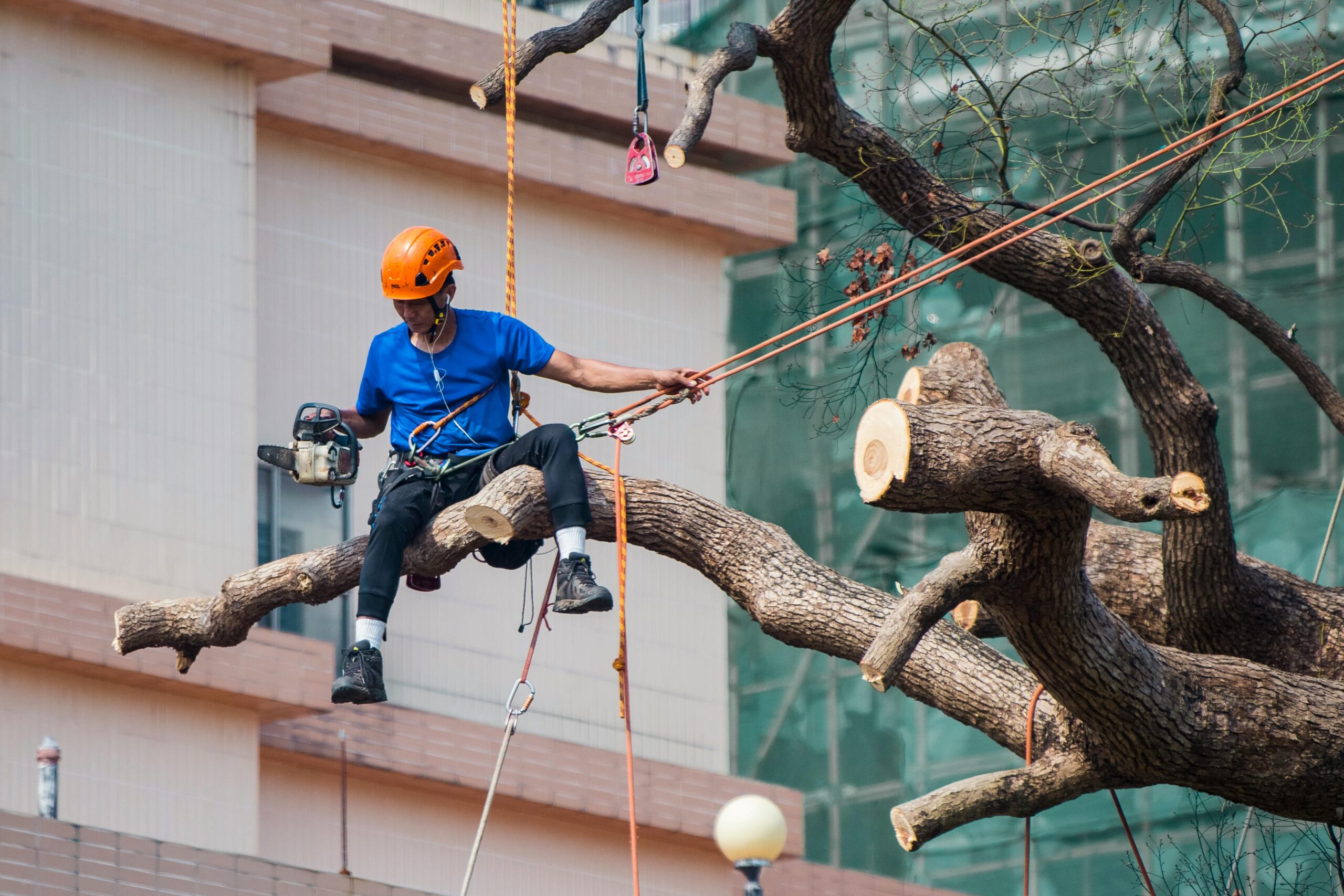 Tree Trimming