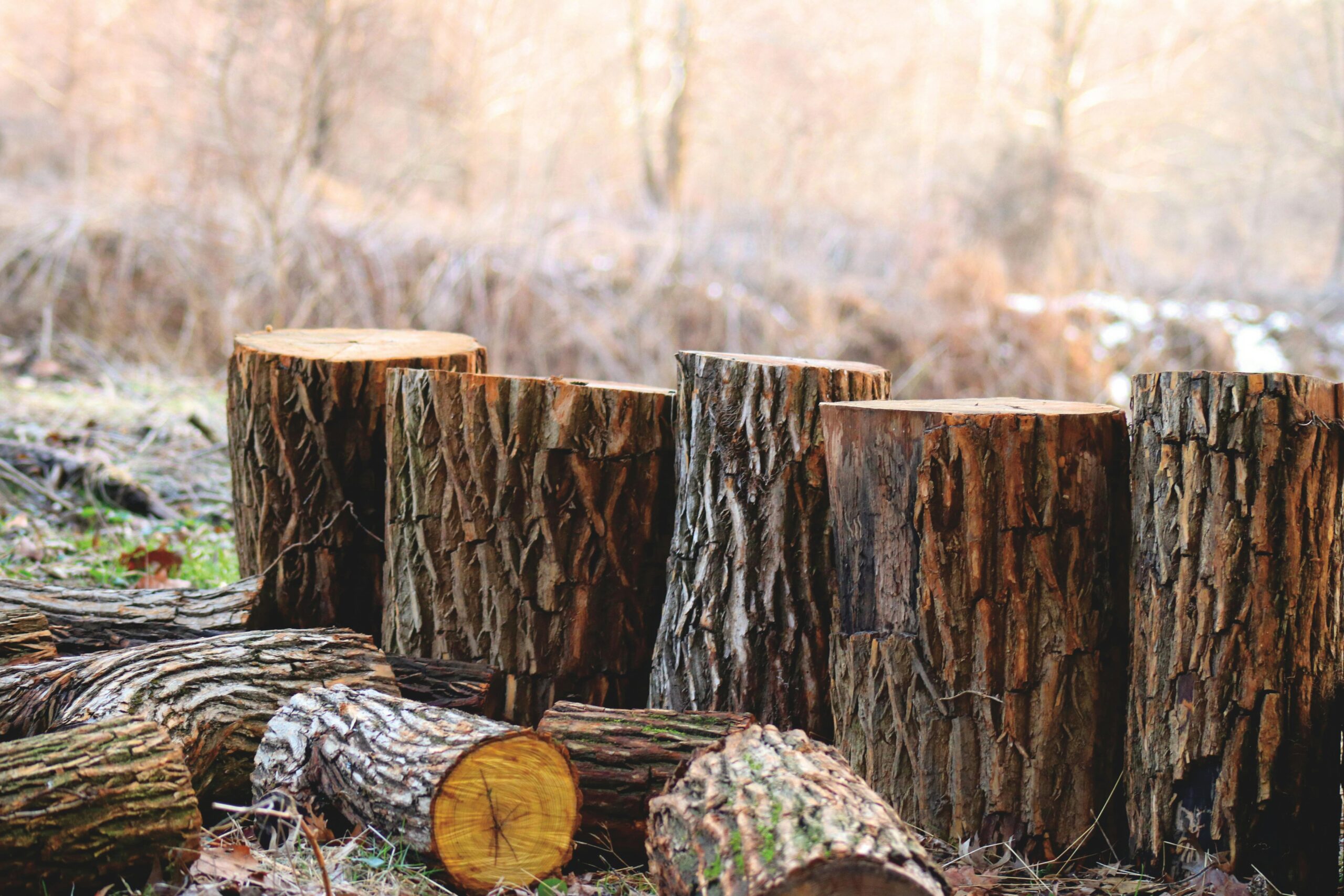Understanding Tree Removal Costs in Your Area 2 Tree Removal