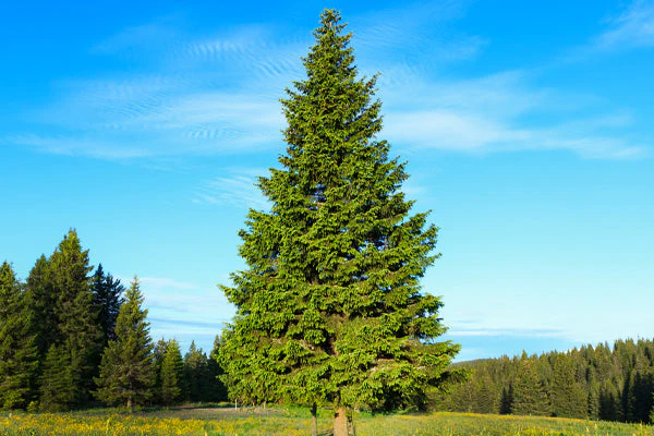Spruce, Pine, or Fir? How to Tell the Difference (and Why It Matters)? 2 Spruce Tree