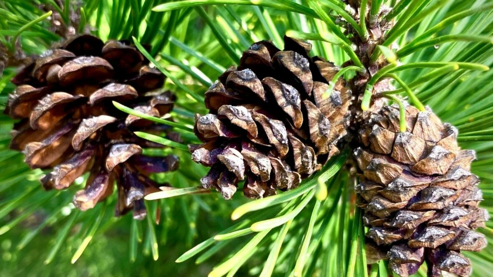 Piine Tree