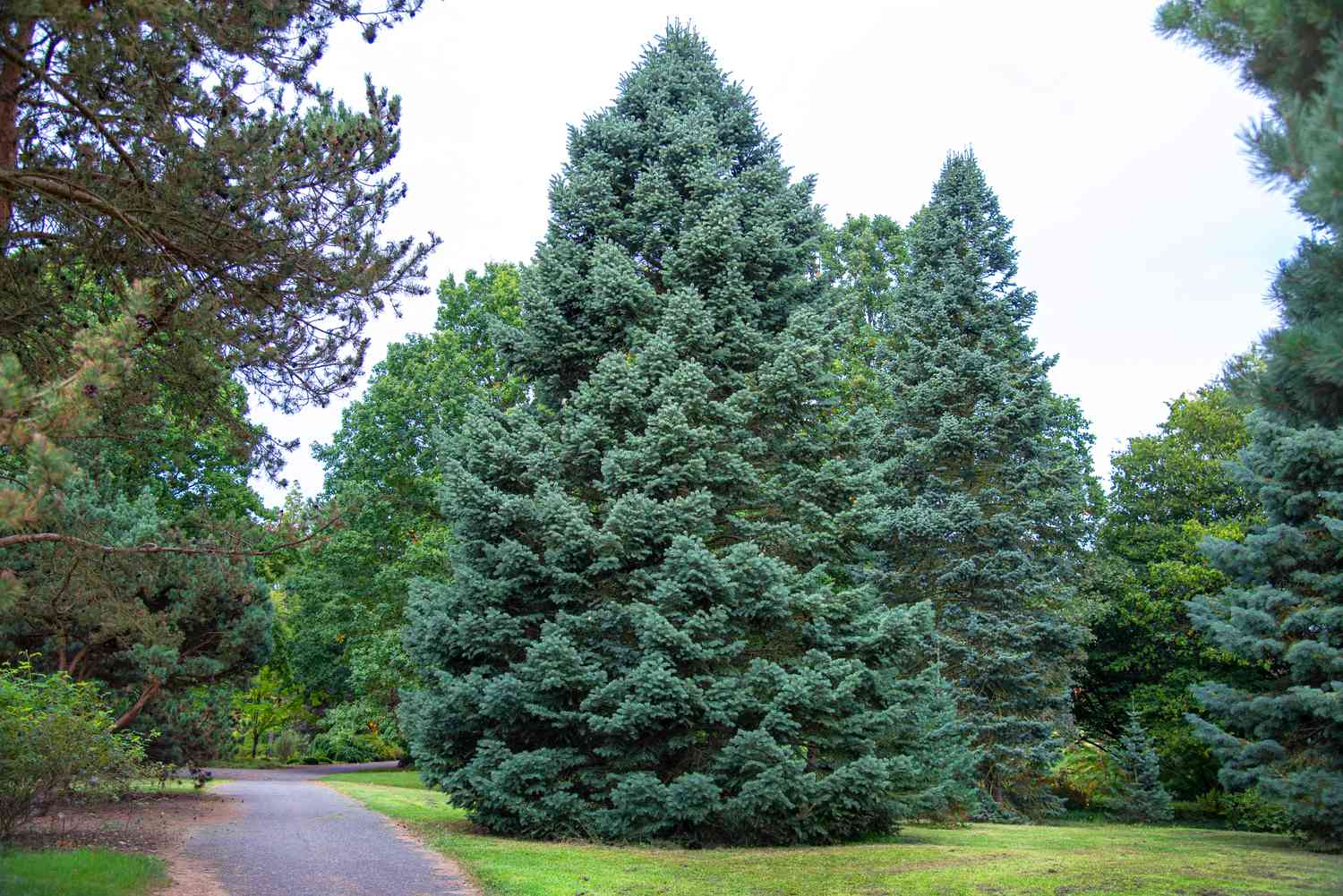 Spruce, Pine, or Fir? How to Tell the Difference (and Why It Matters)? 4 Fir Tree