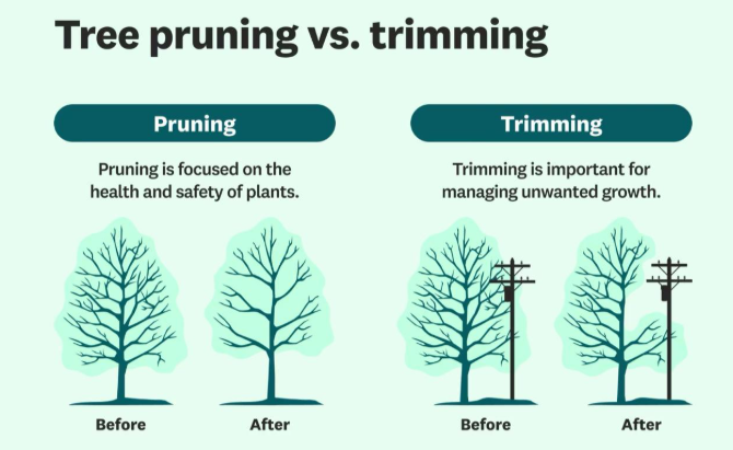 Tree pruning vs trimming