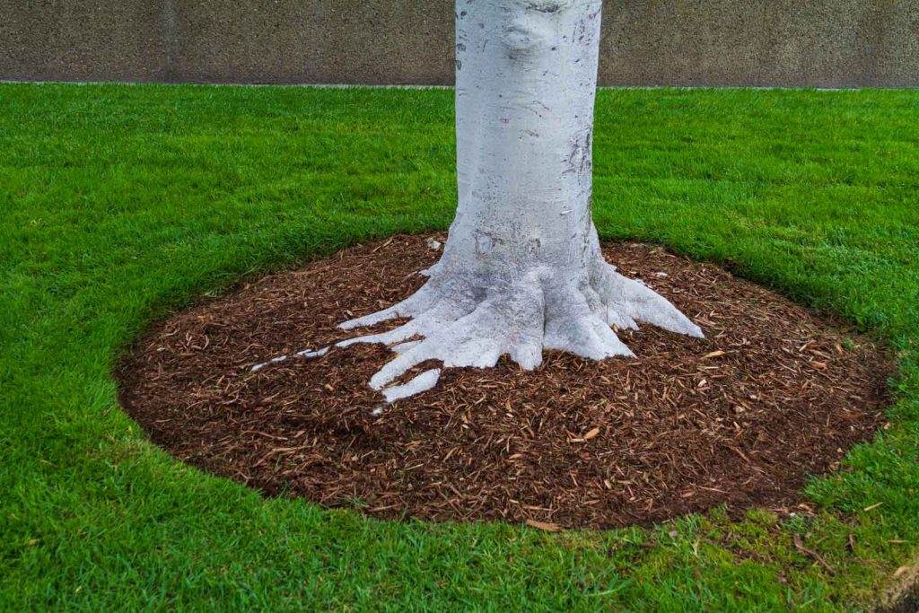 Can Tree Roots Damage Your Foundation or Driveway in Minnesota? 1 Root collar excavation showing tree root system near a structure, performed by Dynasty Tree Experts