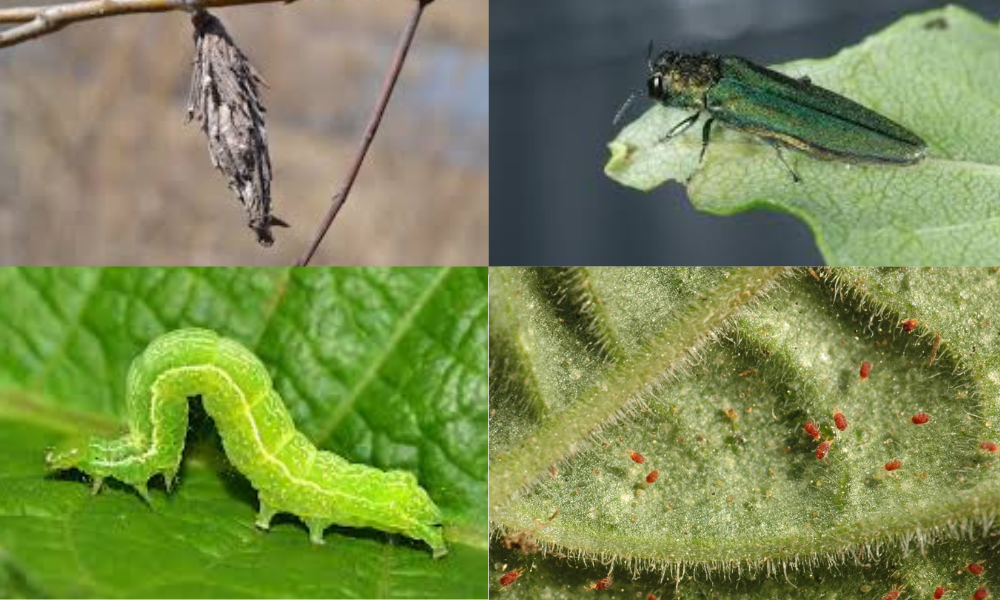 Common pest and insects 