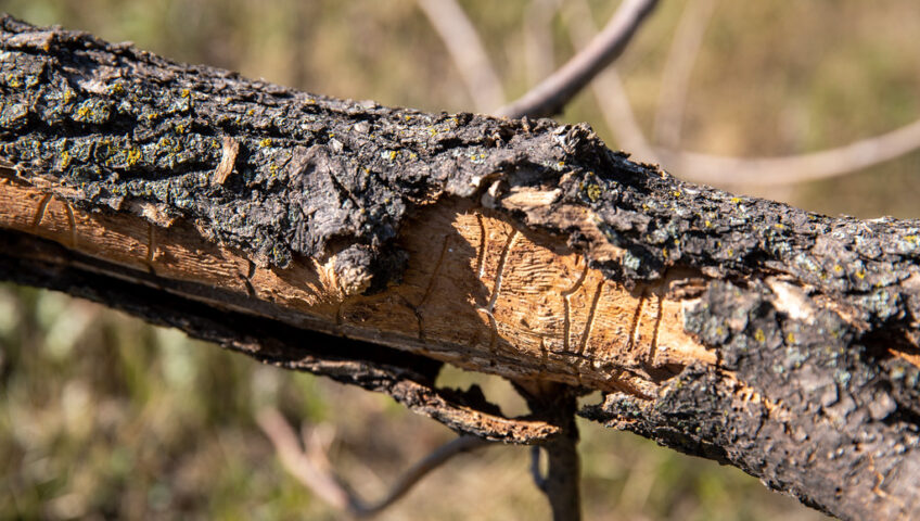 Insect Infestations on Trees