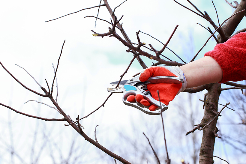 Arborist inspecting tree branches for pest damage in Minnesota