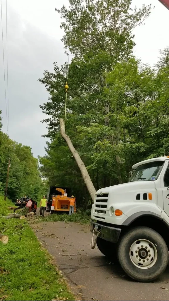 Tree care Expert