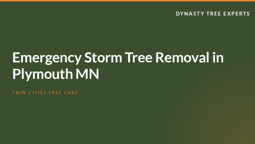Emergency Storm Tree Removal in Plymouth MN
