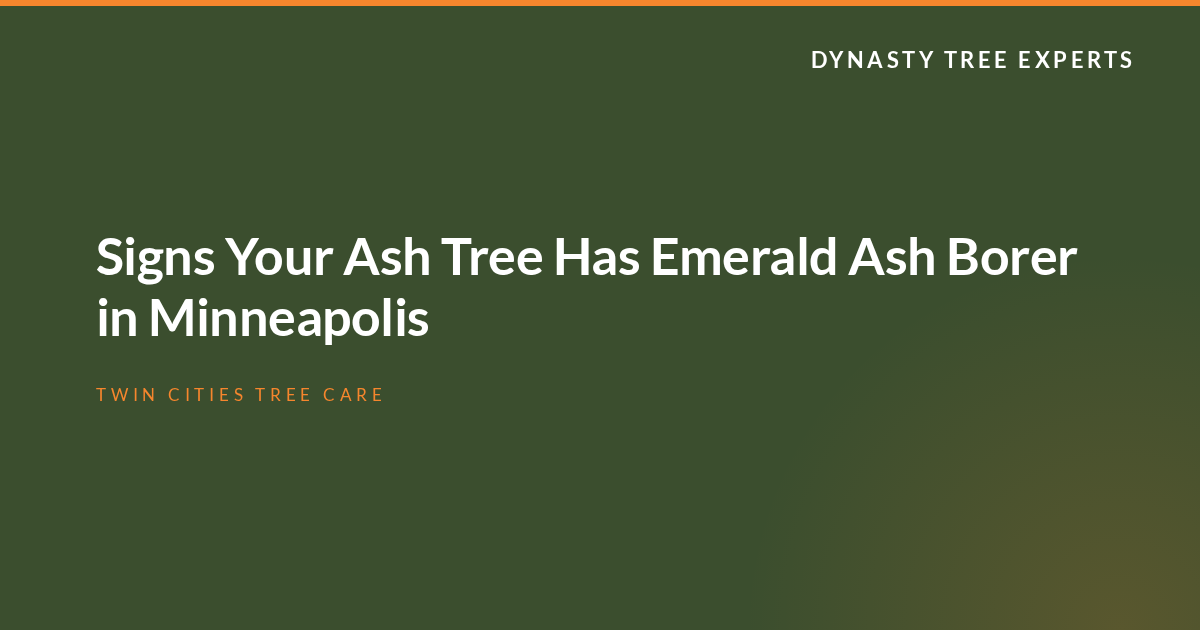Emerald Ash Borer in Minnesota: Can You Save Your Ash Tree? 1 Dynasty Tree Experts graphic on identifying emerald ash borer damage in Minnesota ash trees