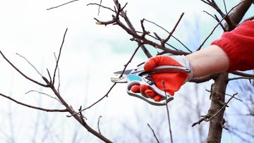 Spongy Moth in Minnesota Trees | Dynasty Tree Experts