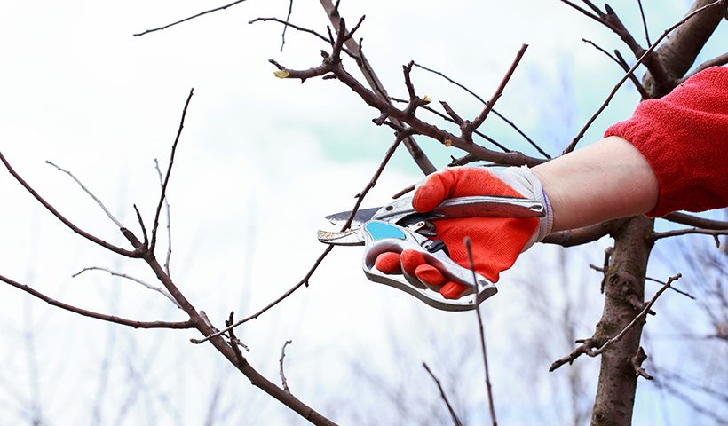 Spongy Moth in Minnesota Trees | Dynasty Tree Experts